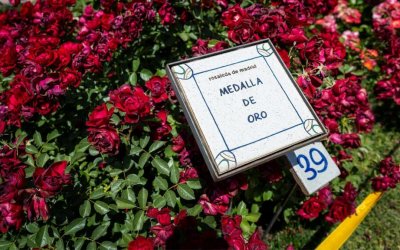 Concursos internacionals de roses de Barcelona i Madrid 2026